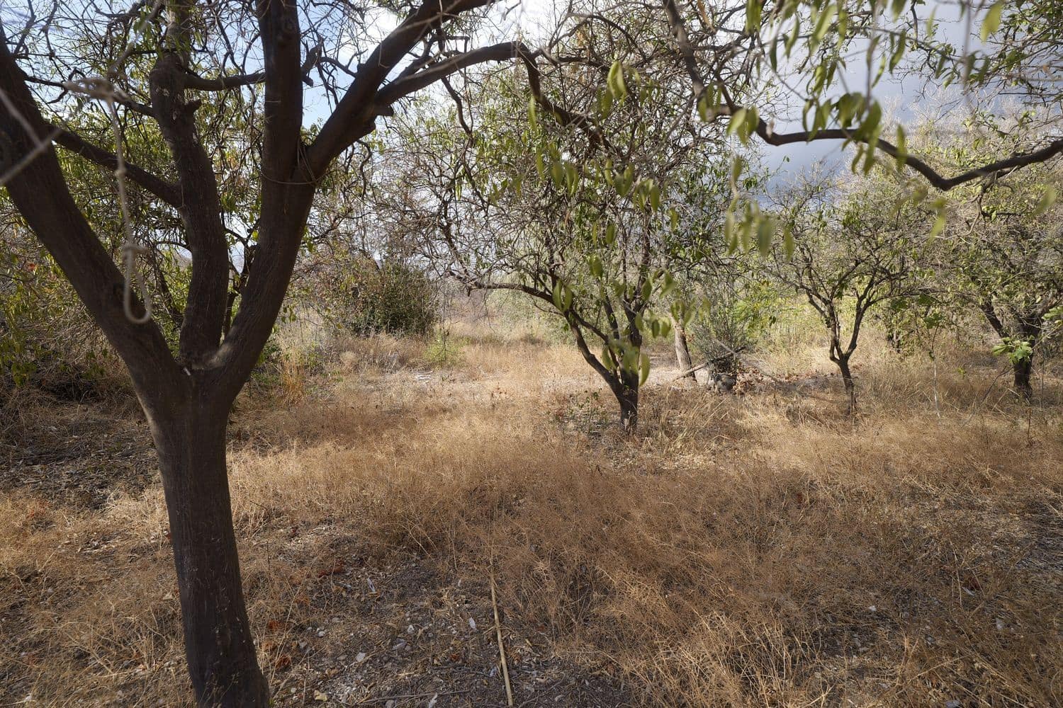 Ubebygd land til salgs i Berja - € 89 700 (Ref: 9280657)