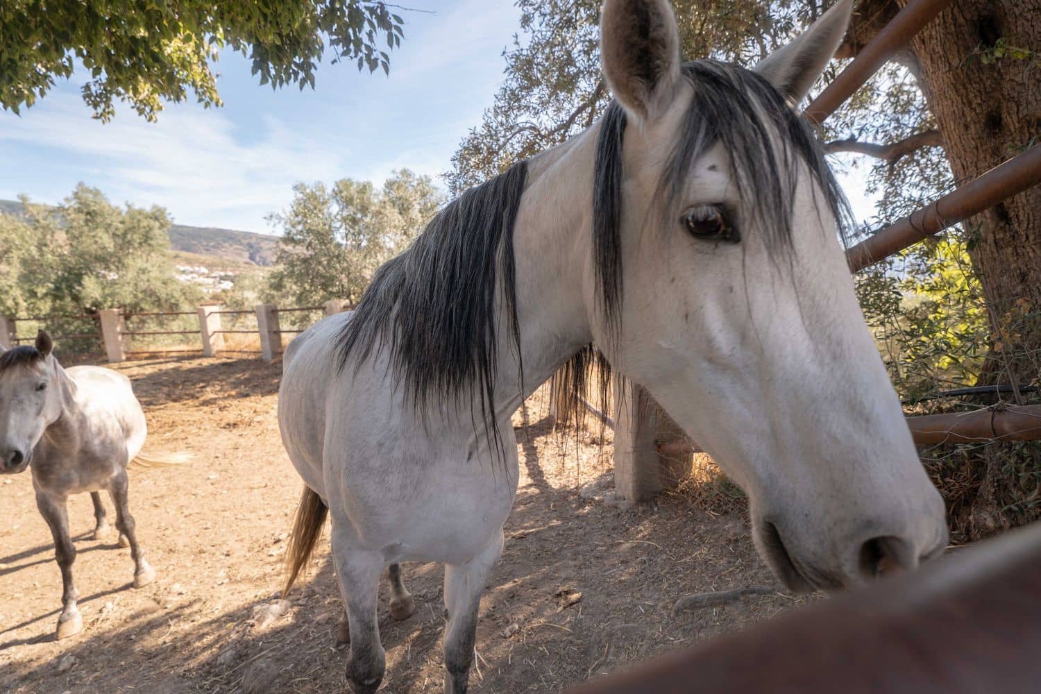 7 soverom Finca/Herregård til salgs i Valor med svømmebasseng garasje - € 990 000 (Ref: 9371337)