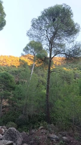 Tomt till salu i Totana - 40 000 € (Ref: 7166410)