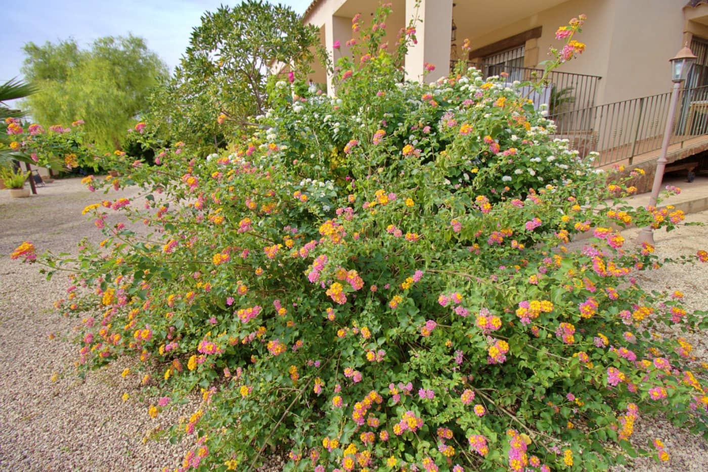 5 soveværelse Villa til salg i Valverde med swimmingpool garage - € 620.000 (Ref: 7213705)