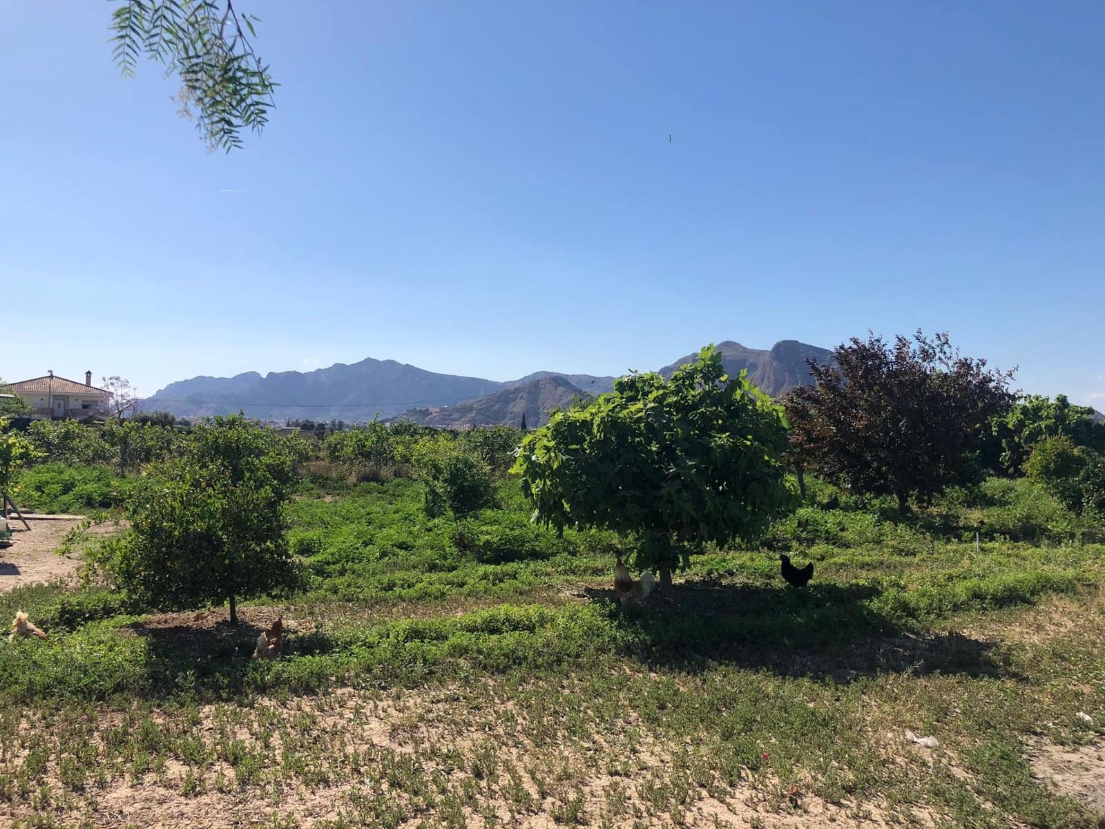 4 soveværelse Finca/Landehus til salg i Orihuela med swimmingpool - € 299.900 (Ref: 9023758)