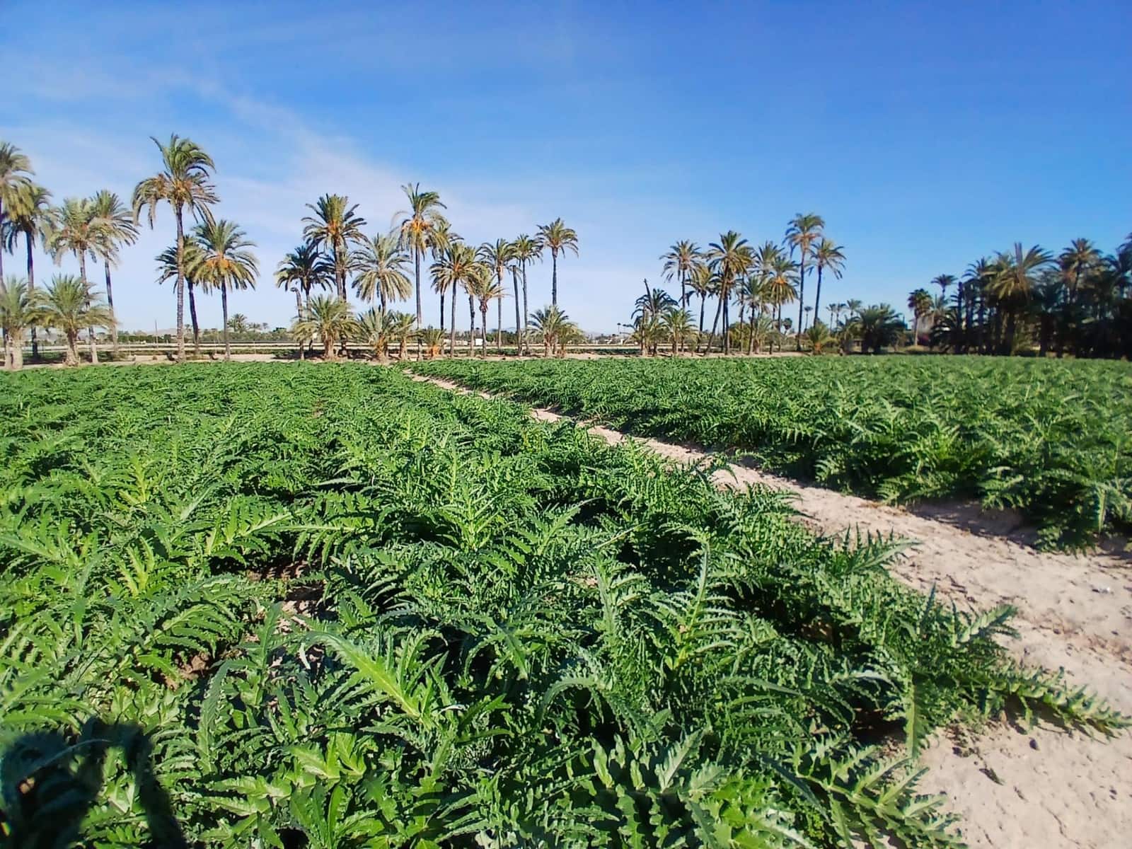 Area Edificabile in vendita in Elche / Elx - 395.000 € (Rif: 9452310)