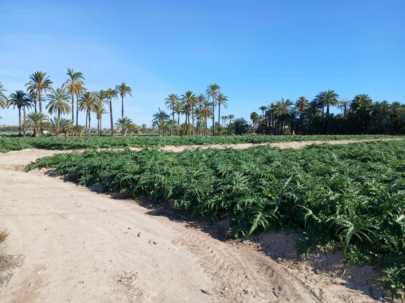 Area Edificabile in vendita in Elche / Elx - 395.000 € (Rif: 9452310)