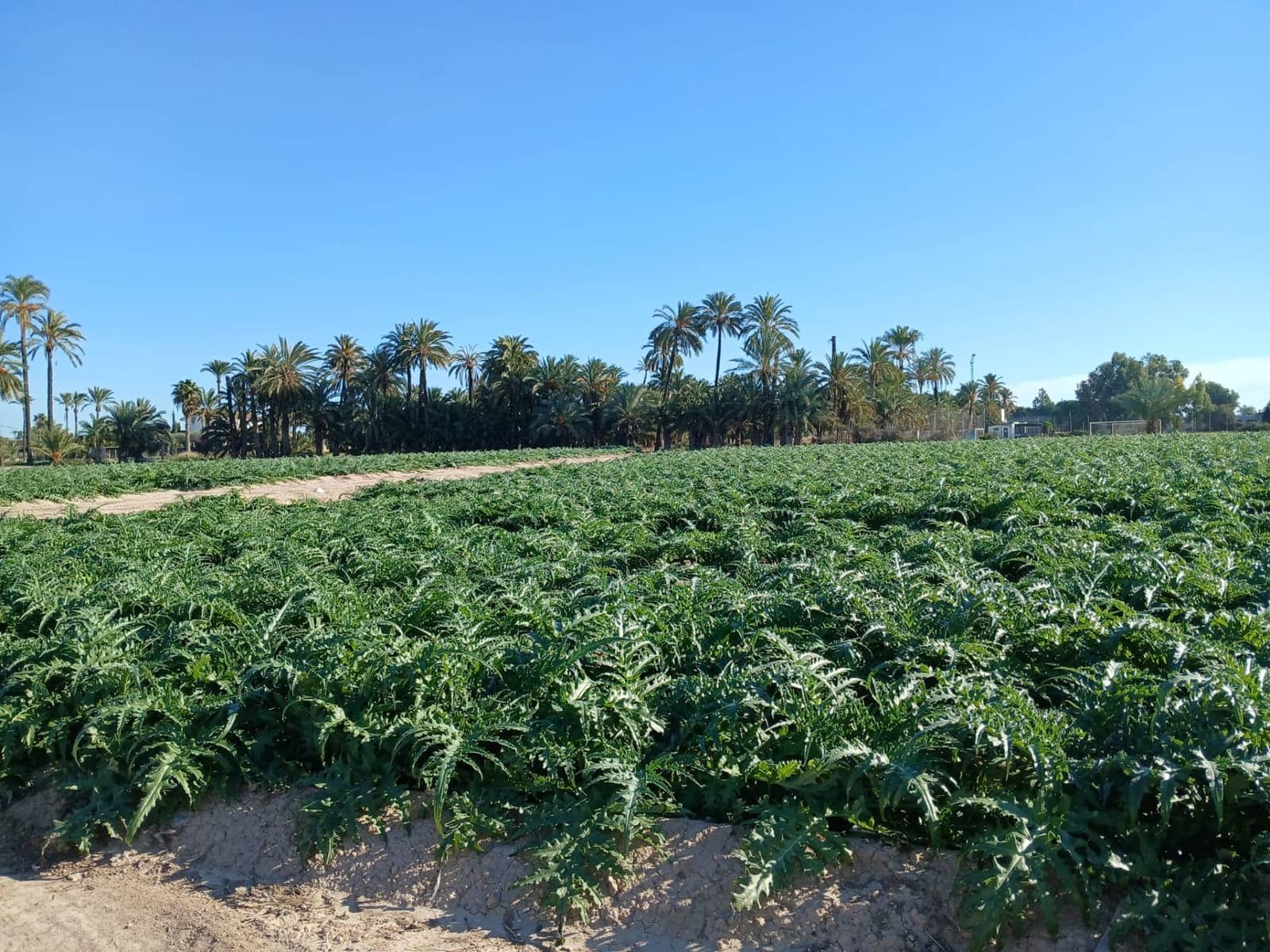 Area Edificabile in vendita in Elche / Elx - 395.000 € (Rif: 9452310)