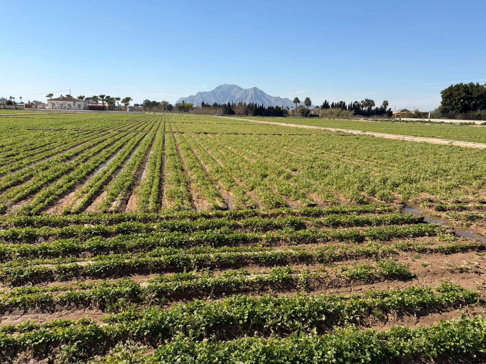 Ubebygd land til salgs i Catral - € 249 900 (Ref: 9812311)