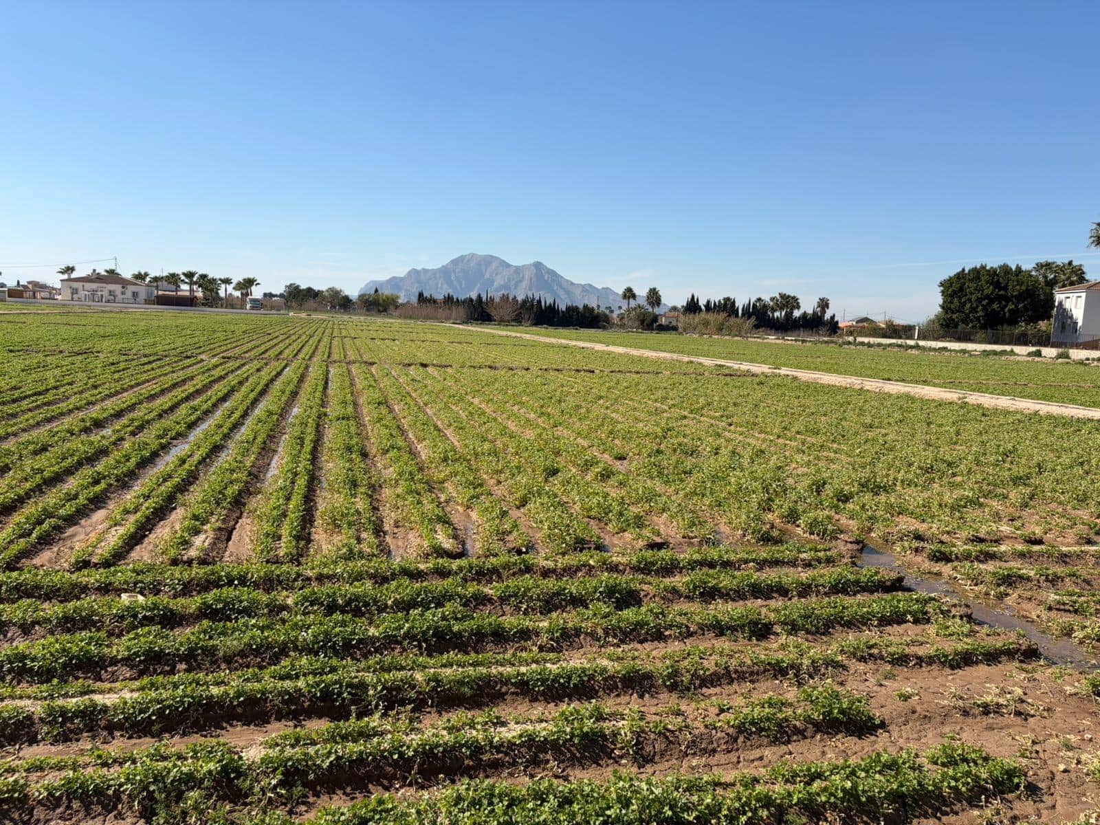 Ubebygd land til salgs i Catral - € 89 900 (Ref: 9812313)