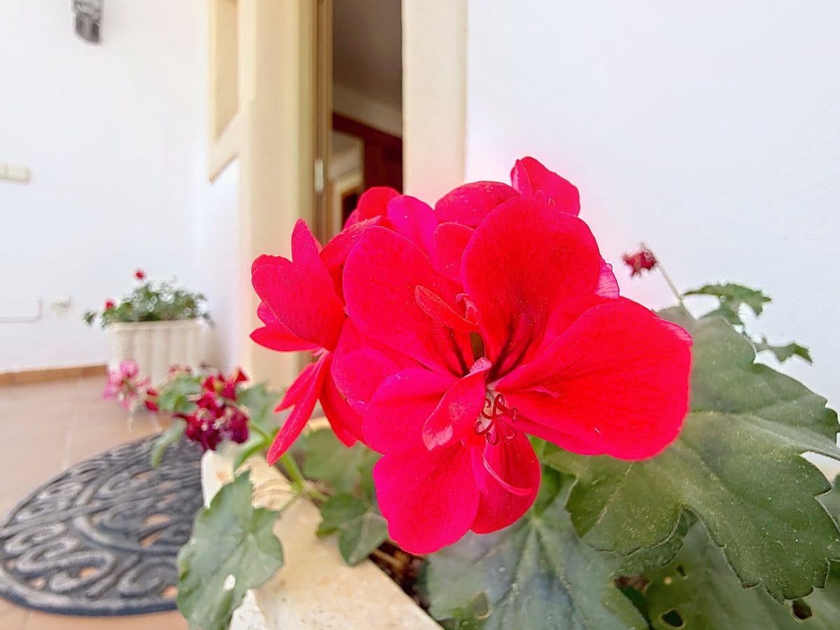 4 bedroom Villa for sale in Cotobro with pool garage - € 749,000 (Ref: 9941964)