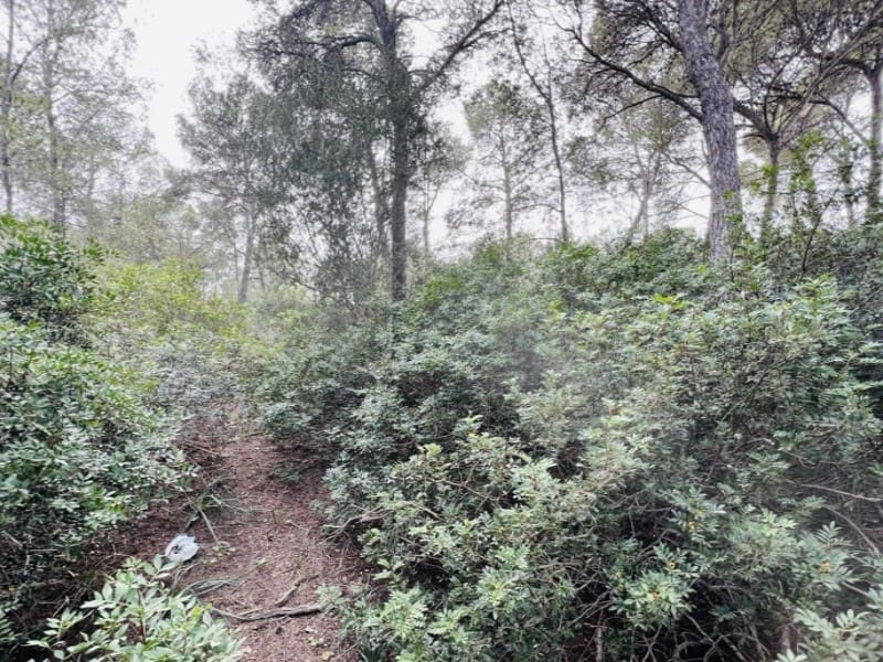 Terrain à Bâtir à vendre à Cala Vinyes / Cala Vinyas / Cala Vinas - 1 500 000 € (Ref: 8177038)