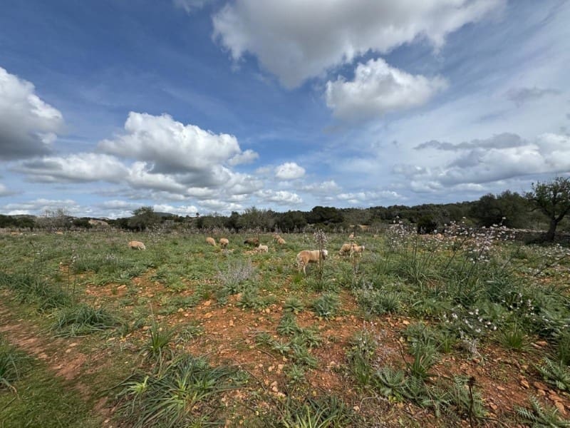 Building Plot for sale in Manacor - € 650,000 (Ref: 9504698)