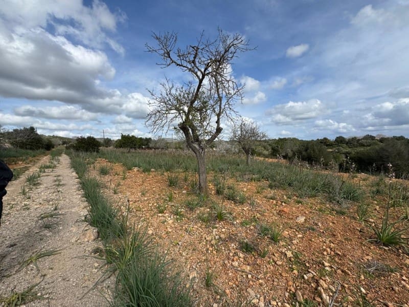 Building Plot for sale in Manacor - € 650,000 (Ref: 9504698)