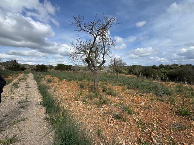 Building Plot for sale in Manacor - € 650,000 (Ref: 9504698)