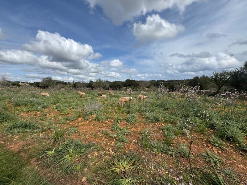 Building Plot for sale in Manacor - € 650,000 (Ref: 9504698)