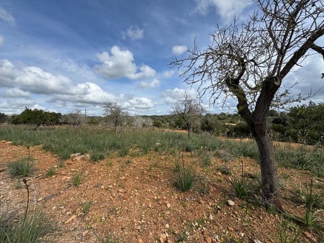 Building Plot for sale in Manacor - € 650,000 (Ref: 9504698)