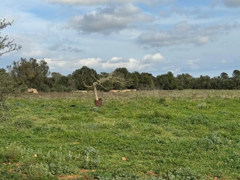 Finca/Casa Rural en Porreres en venta - 440.000 € (Ref: 9655970)