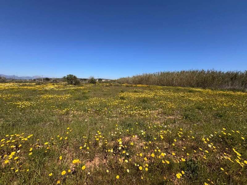 Area Edificabile in vendita in Algaida - 300.000 € (Rif: 9751909)