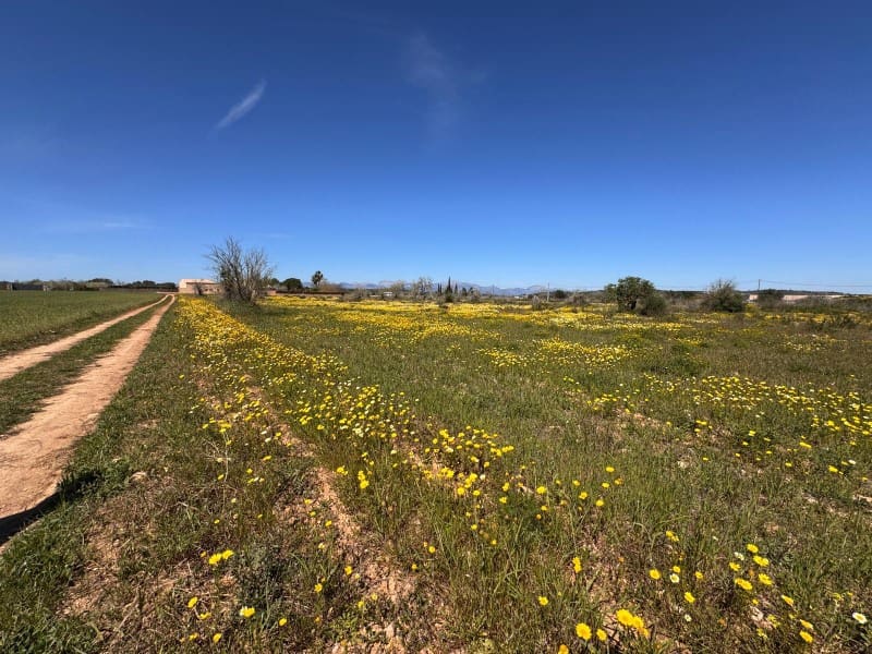 Area Edificabile in vendita in Algaida - 300.000 € (Rif: 9751909)