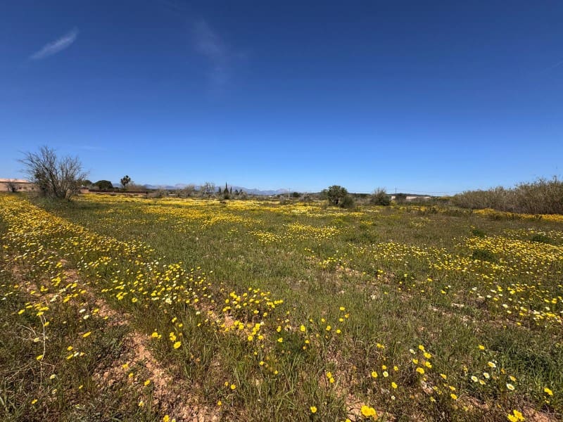 Area Edificabile in vendita in Algaida - 300.000 € (Rif: 9751909)