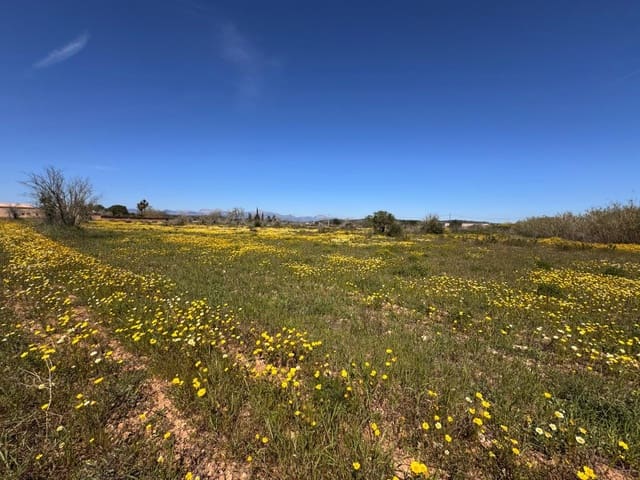 Area Edificabile in vendita in Algaida - 300.000 € (Rif: 9751909)