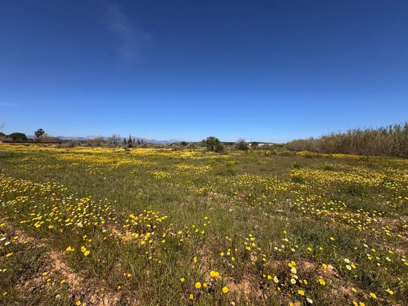 Area Edificabile in vendita in Algaida - 300.000 € (Rif: 9751909)