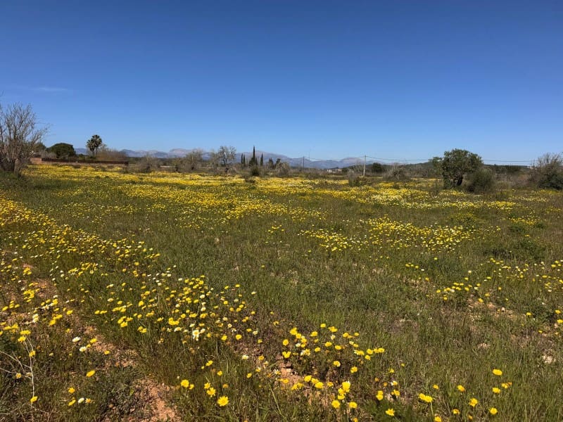 Area Edificabile in vendita in Algaida - 300.000 € (Rif: 9751909)