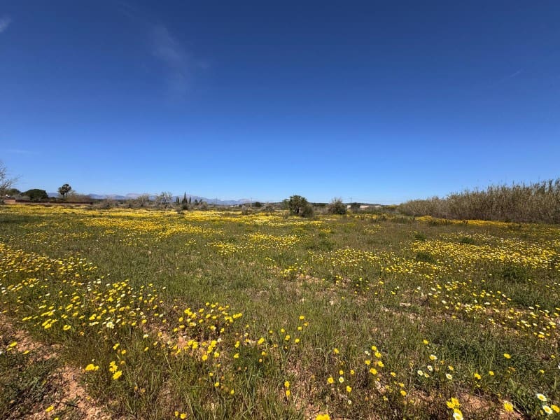 Area Edificabile in vendita in Algaida - 300.000 € (Rif: 9751909)