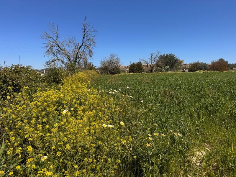 Area Edificabile in vendita in Algaida - 300.000 € (Rif: 9751909)