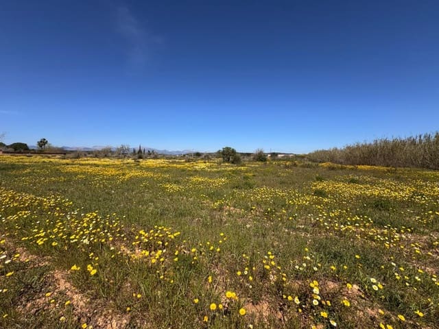 Area Edificabile in vendita in Algaida - 300.000 € (Rif: 9751909)