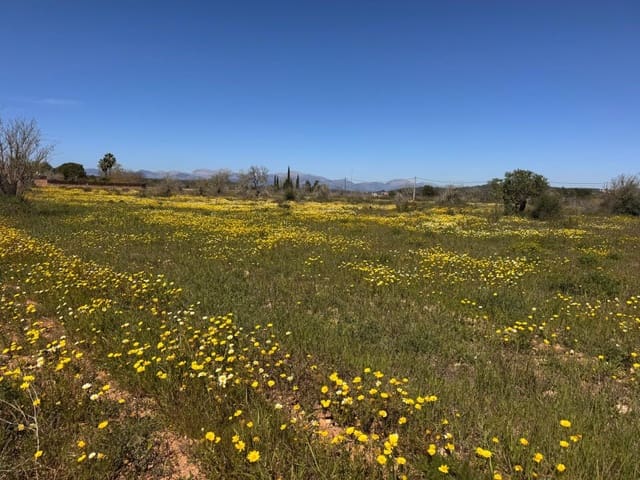 Area Edificabile in vendita in Algaida - 300.000 € (Rif: 9751909)