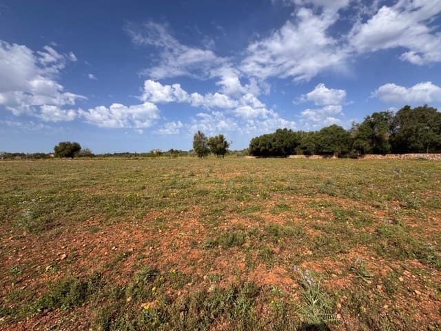 Terre non Aménagée à vendre à Algaida - 320 000 € (Ref: 9751910)