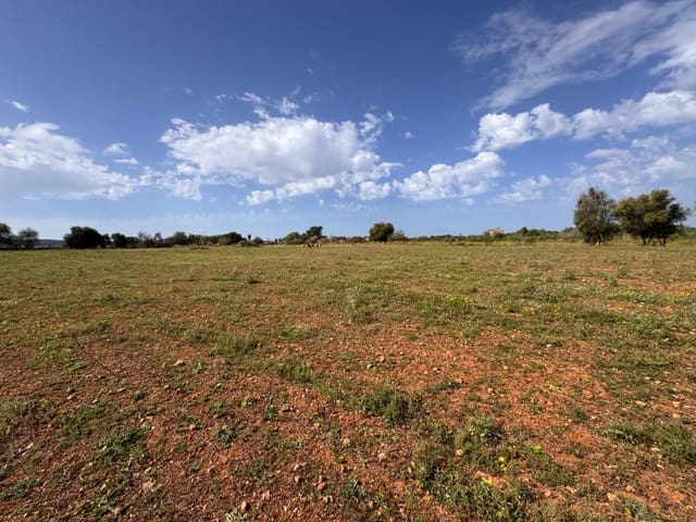 Terre non Aménagée à vendre à Algaida - 320 000 € (Ref: 9751910)