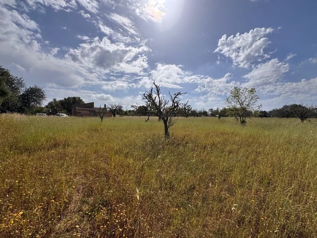 Terre non Aménagée à vendre à Algaida - 320 000 € (Ref: 9751910)