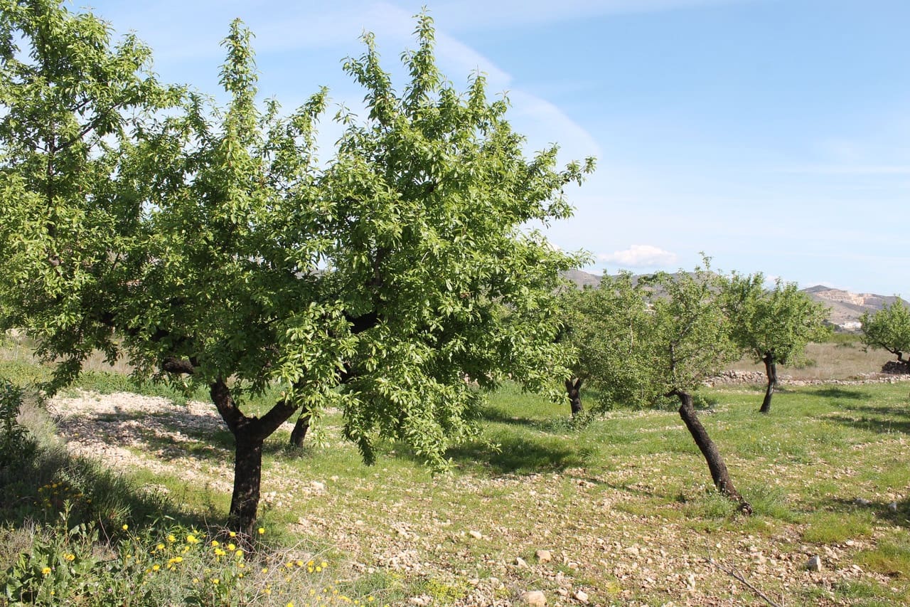 Grunde uden byggetilladelser til salg i Hondon de las Nieves - € 70.000 (Ref: 9735933)