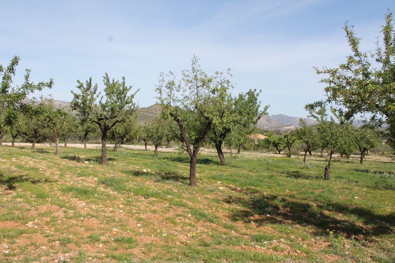 Undeveloped Land for sale in Hondon de las Nieves - € 13,000 (Ref: 9735935)