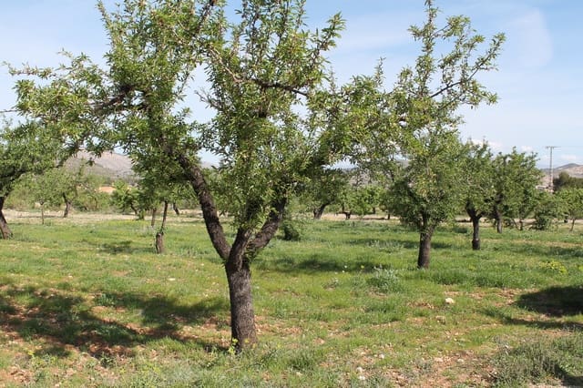 Terreno/Finca Rústica en Hondón de las Nieves en venta - 13.000 € (Ref: 9735935)