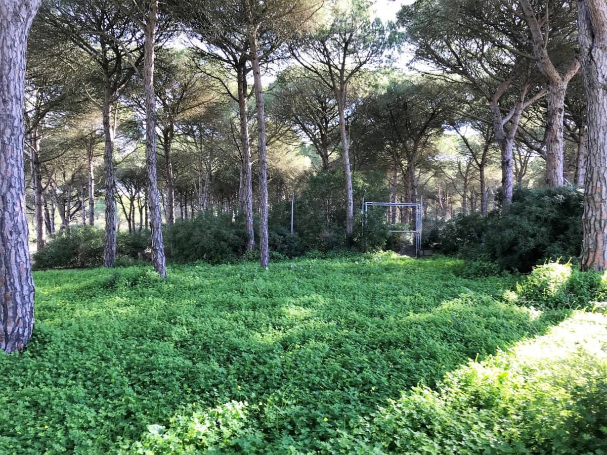 1 chambre Finca/Maison de Campagne à vendre à Chiclana de la Frontera - 350 000 € (Ref: 5644429)