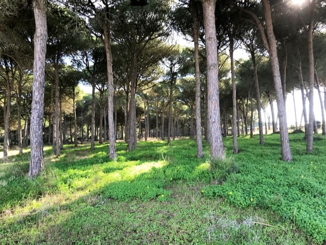 1 chambre Finca/Maison de Campagne à vendre à Chiclana de la Frontera - 350 000 € (Ref: 5644429)