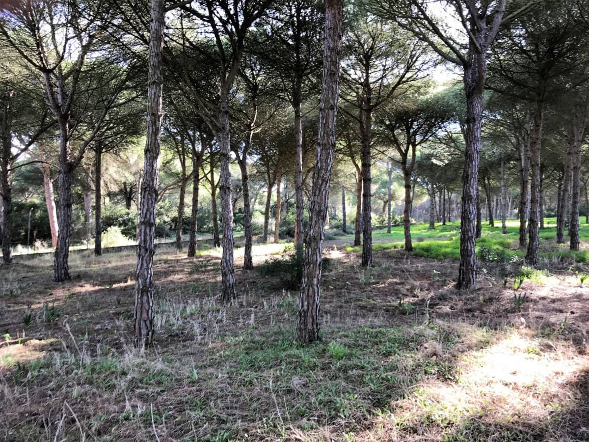 1 chambre Finca/Maison de Campagne à vendre à Chiclana de la Frontera - 350 000 € (Ref: 5644429)