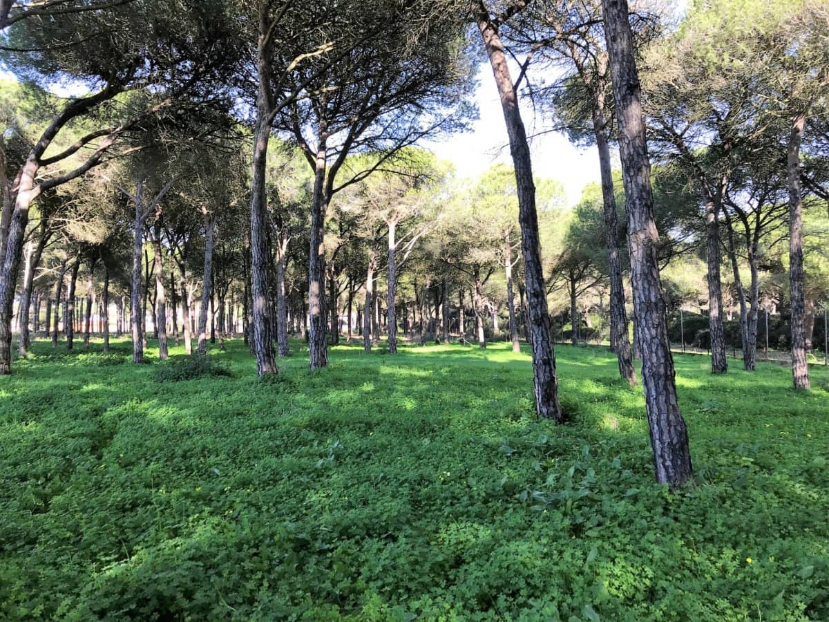 1 chambre Finca/Maison de Campagne à vendre à Chiclana de la Frontera - 350 000 € (Ref: 5644429)