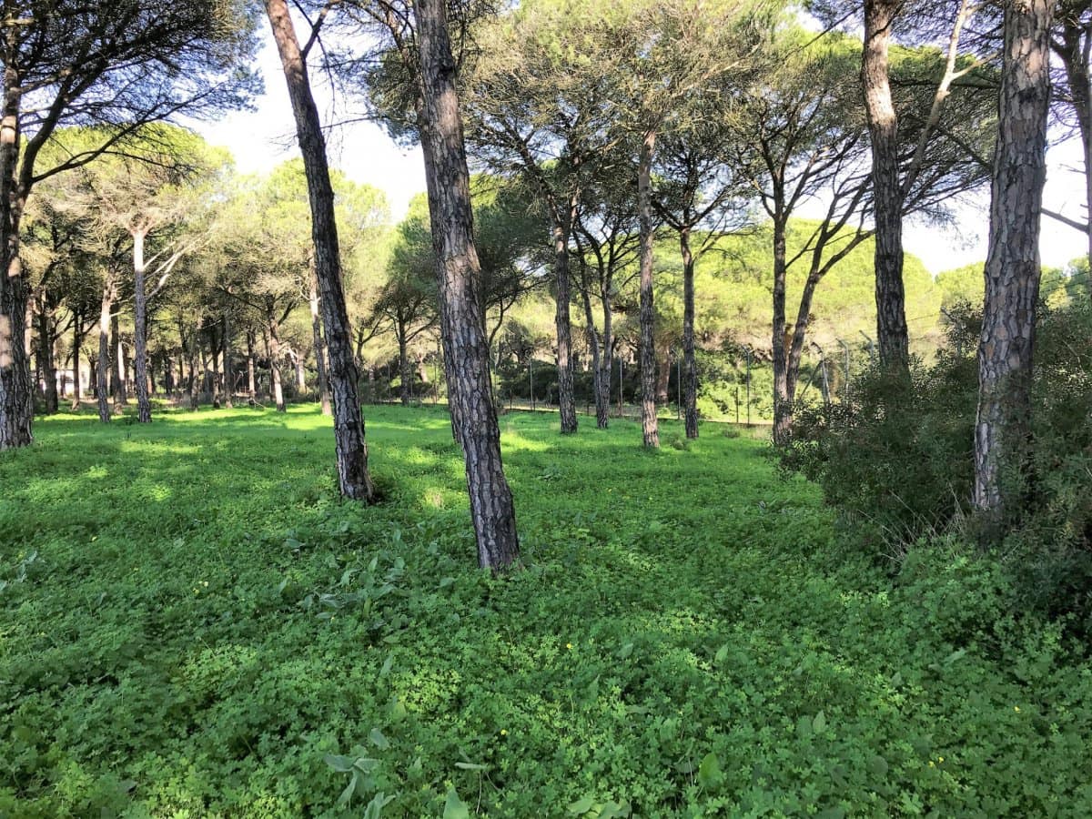 1 chambre Finca/Maison de Campagne à vendre à Chiclana de la Frontera - 350 000 € (Ref: 5644429)