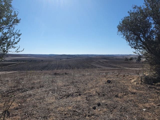 Terre non Aménagée à vendre à Chiclana de la Frontera - 155 000 € (Ref: 6445166)