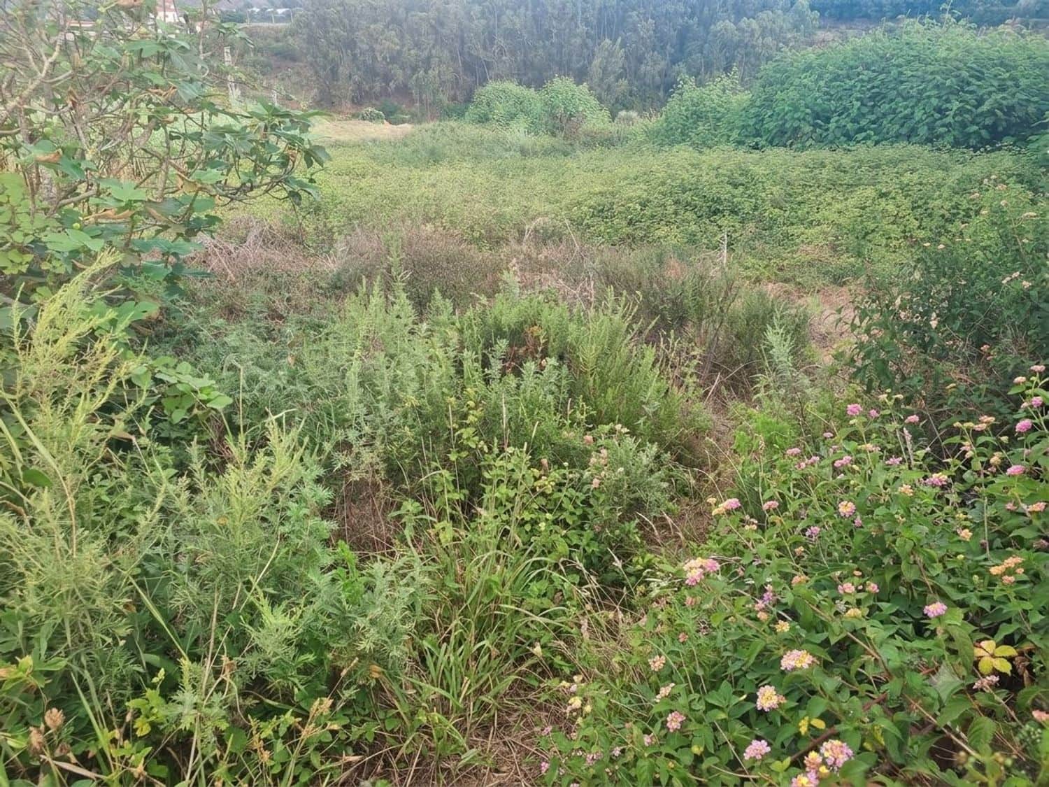 Grond te koop in Firgas - € 5.358 (Ref: 10054522)
