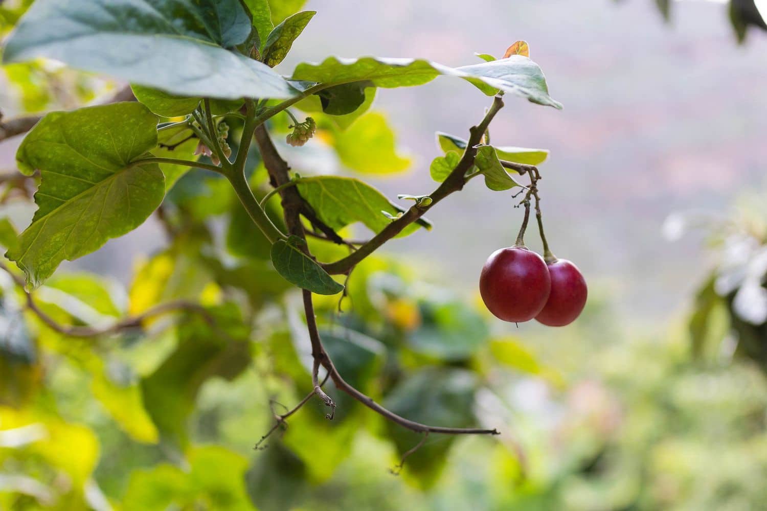 6 soveværelse Finca/Landehus til salg i Firgas med garage - € 414.000 (Ref: 8351771)