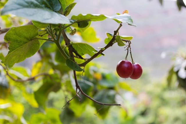 6 soverom Finca/Herregård til salgs i Firgas med garasje - € 414 000 (Ref: 8351771)