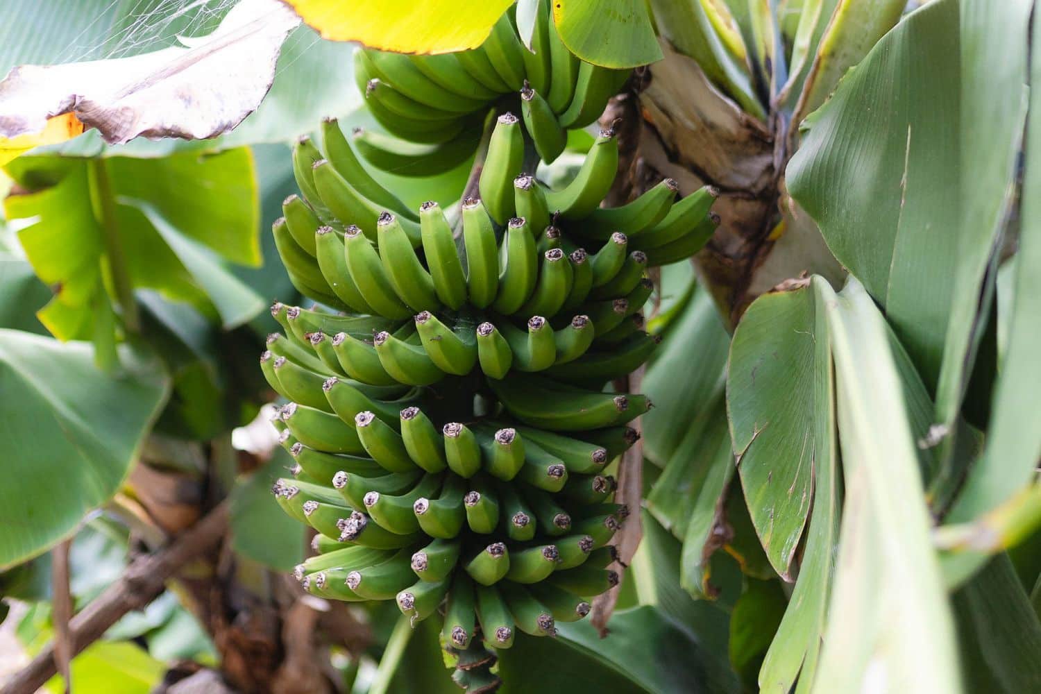 6 soveværelse Finca/Landehus til salg i Firgas med garage - € 414.000 (Ref: 8351771)