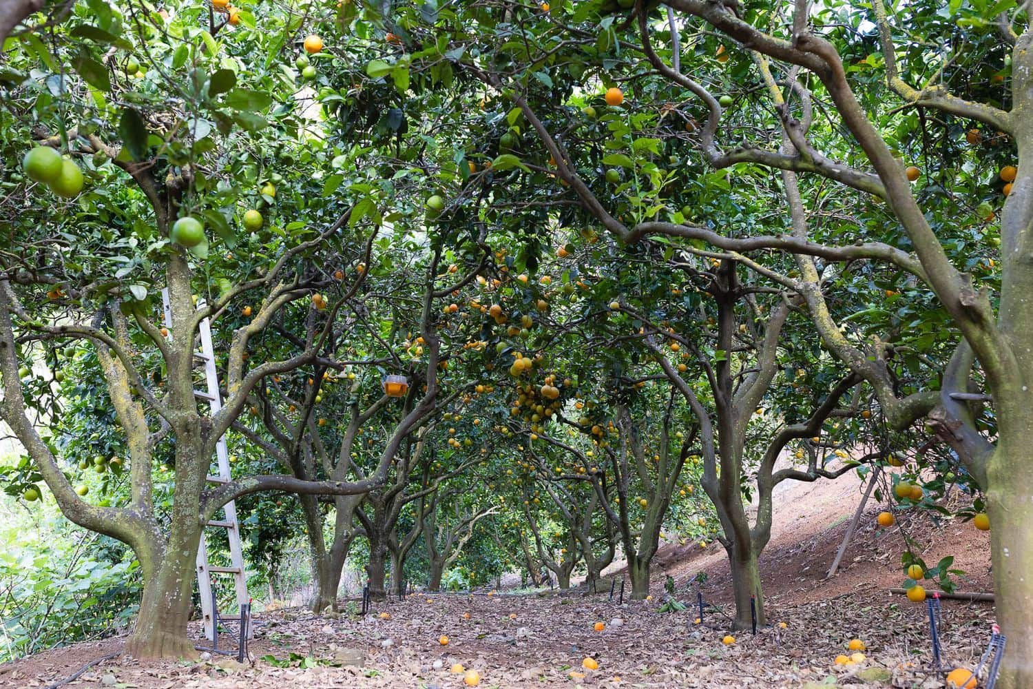 6 soveværelse Finca/Landehus til salg i Firgas med garage - € 414.000 (Ref: 8351771)