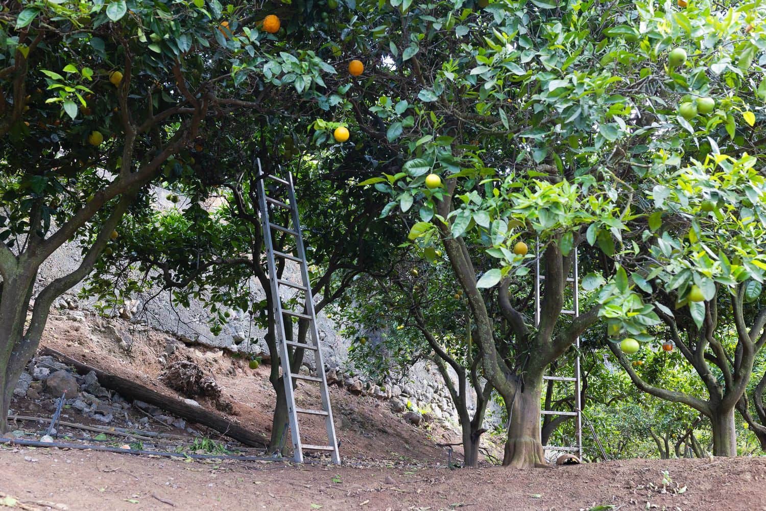 6 soveværelse Finca/Landehus til salg i Firgas med garage - € 414.000 (Ref: 8351771)