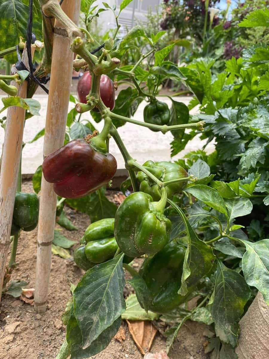 2 soveværelse Lejlighed til leje i Las Palmas de Gran Canaria - € 1.500 (Ref: 9166727)