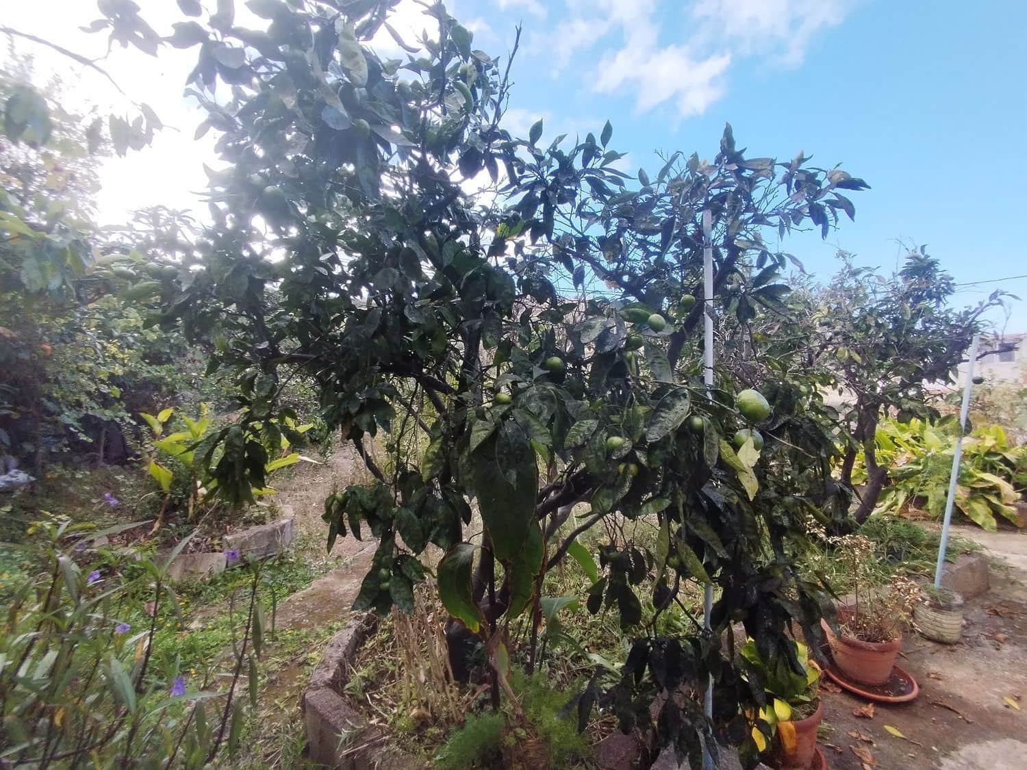 3 soveværelse Finca/Landehus til leje i Santa Maria de Guia de Gran Canaria med garage - € 990 (Ref: 9268982)