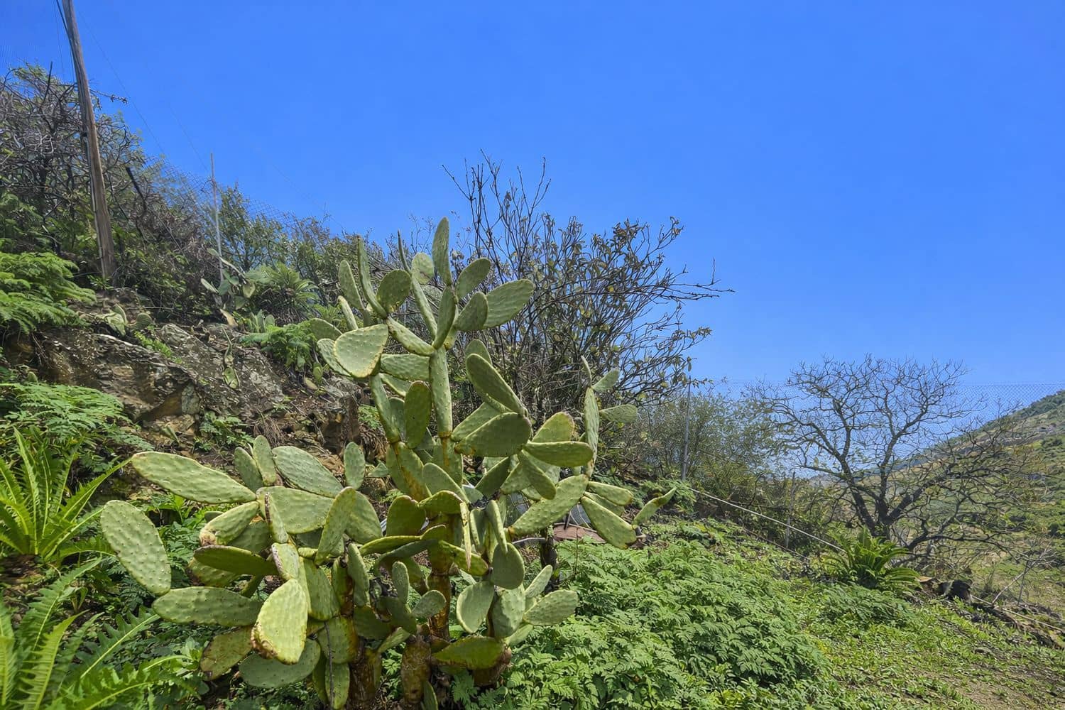 3 soveværelse Finca/Landehus til salg i Vega de San Mateo med swimmingpool garage - € 266.500 (Ref: 9523915)