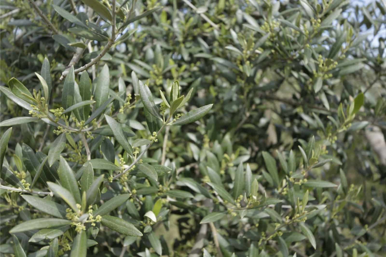 2 bedroom Finca/Country House for sale in Fuente Alamo de Murcia with garage - € 168,500 (Ref: 9730273)